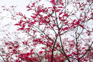 Dalları üzerinde kırmızı küçük yaprakları 