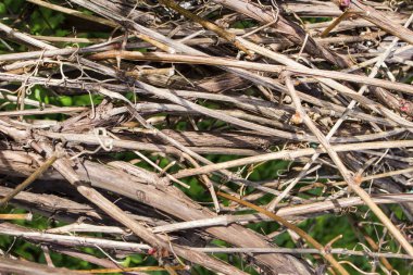 Pleksus dalları arka plan doku