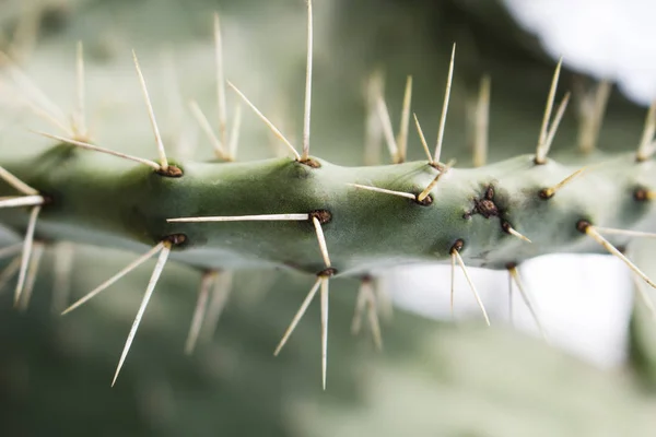 Long Cactus Aiguilles Vue Haut — Photo