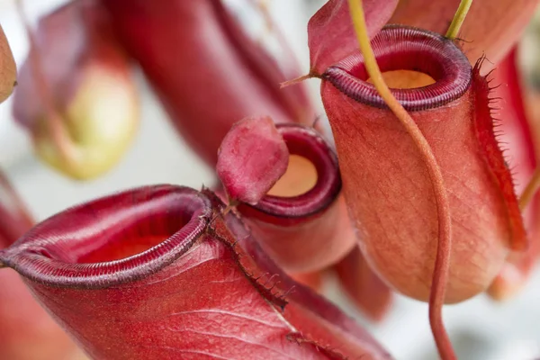 İnsectivore kırmızı nepenthes bicalcarata
