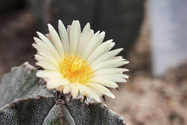 Kwitnienia Kaktusów Widok Góry — Zdjęcie stockowe