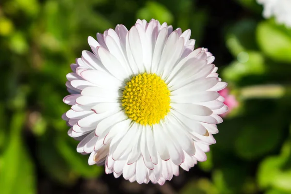 Beautiful little daisy macro view from above background