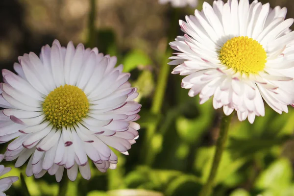 Belle Vue Sur Les Petites Marguerites Haut — Photo