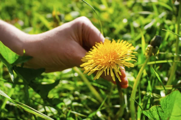 The hand is tearing away the dandelion