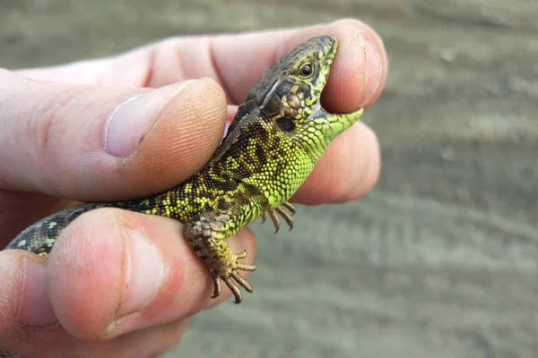 Lagarto Ágil Mão — Fotografia de Stock