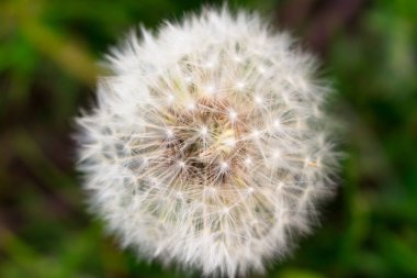 Beyaz hava karahindiba bud