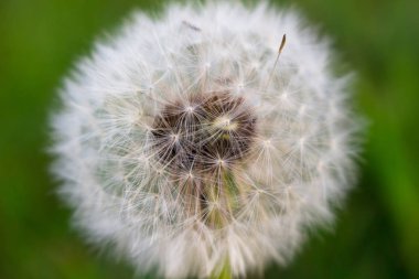 Beyaz hava karahindiba bud