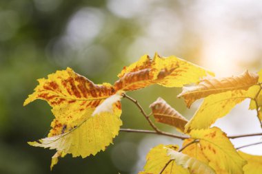 dalları ilk sarı yapraklarda