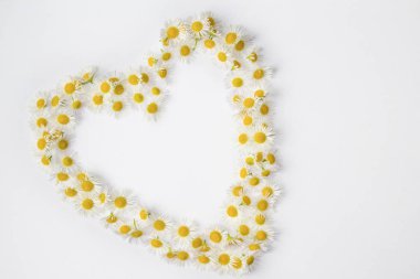 chamomiles beyaz zemin üzerine şekilden kalp