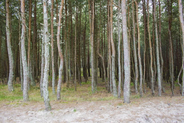 Κορμοί Δέντρων Ένα Δάσος Κωνοφόρων — Φωτογραφία Αρχείου