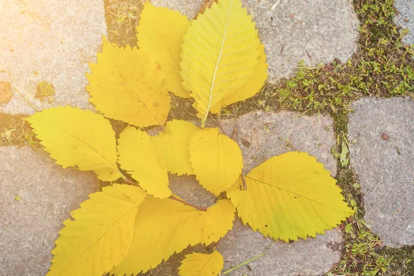 Kaldırım Taşları Üzerinde Tonda Sarı Yapraklar — Stok fotoğraf