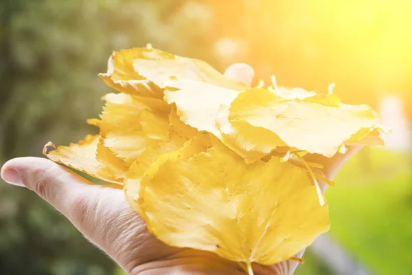 Gelbe Blätter Zur Hand — Stockfoto