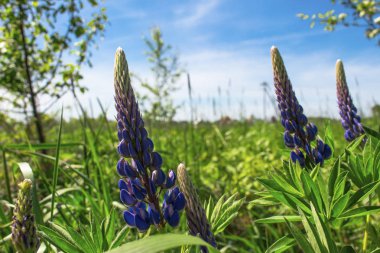 Lupines yeşil çayır makro üzerinde