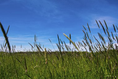 Mavi gökyüzünün altında spikelets ile yeşil alan