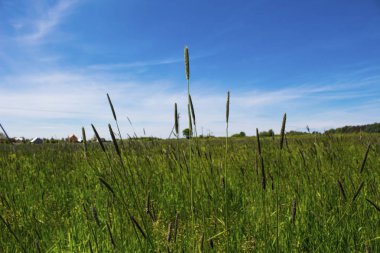 Mavi gökyüzünün altında spikelets ile yeşil alan