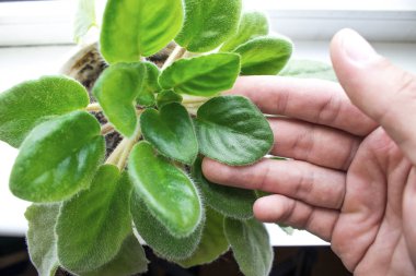 Senin avucunun içinde broşür