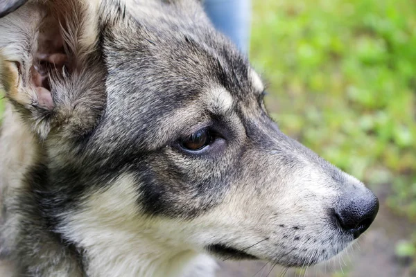 Muzzle Gray Puppy — Stock Photo, Image