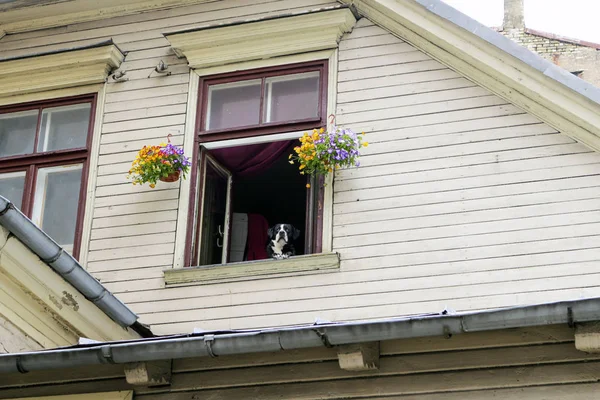 Dog Looks Out Window Street — Stock Photo, Image