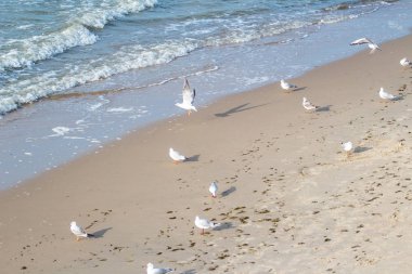 Sahilde bir martı sürüsü