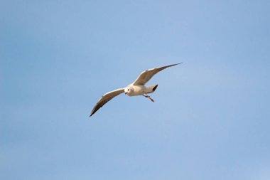Gökyüzü üzerinde uçan martı