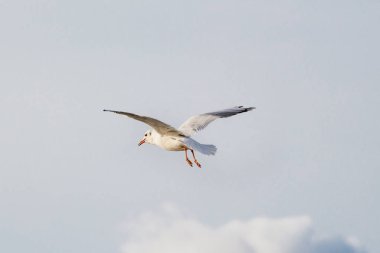 Gökyüzü üzerinde uçan martı