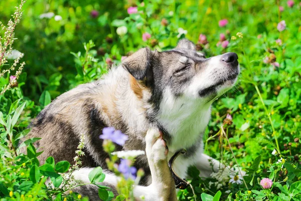 Yeşil çimenlerin üzerinde oturan köpek itches