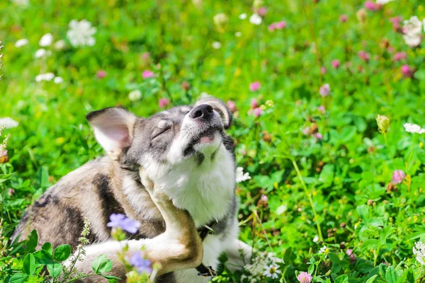 Yeşil çimenlerin üzerinde oturan köpek itches