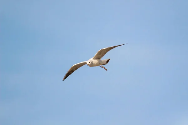 Uma Gaivota Voadora Céu — Fotografia de Stock