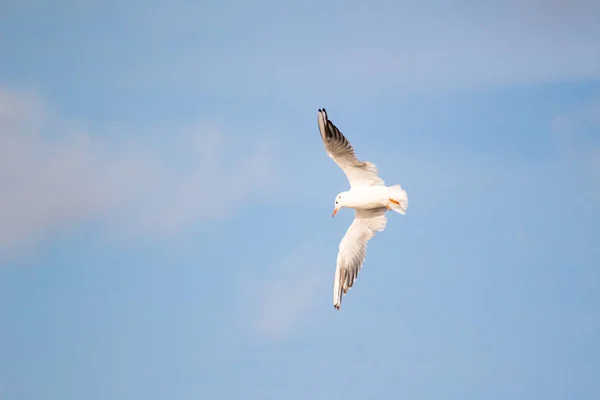 Een Vliegende Zeemeeuw Hemel — Stockfoto