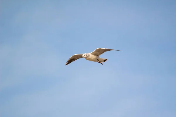 Een Vliegende Zeemeeuw Hemel — Stockfoto