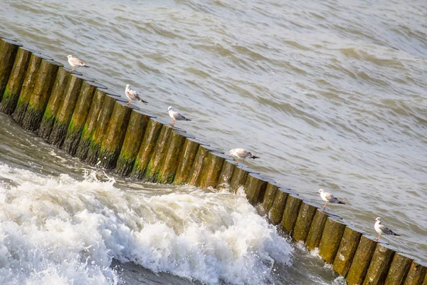 Ein Schwarm Möwen Auf Einer Buhne Meer — Stockfoto