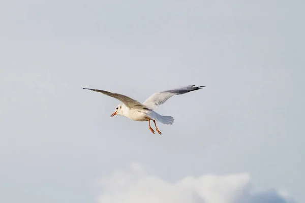 Une Mouette Volante Sur Ciel — Photo