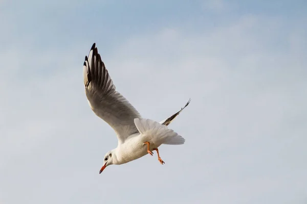 Een Vliegende Zeemeeuw Hemel — Stockfoto