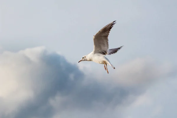 Une Mouette Volante Sur Ciel — Photo