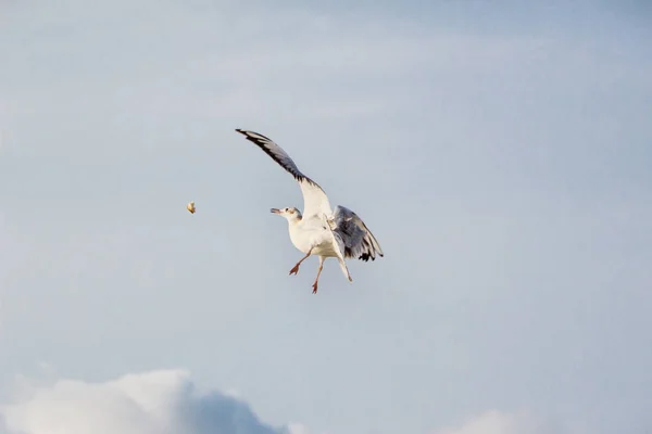 Uma Gaivota Voadora Céu — Fotografia de Stock