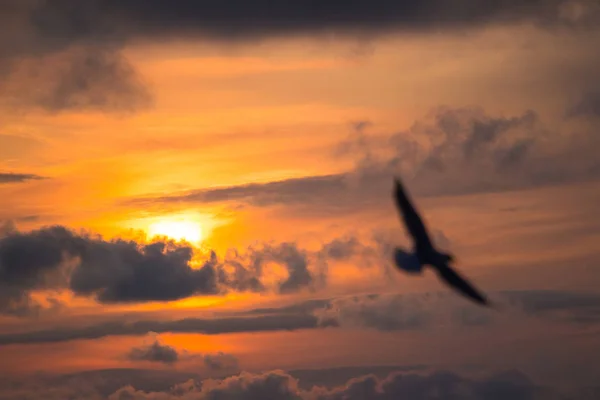 Silhouette of a bird on sunset background
