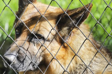 kreş parmaklıklar arkasında üzgün köpek