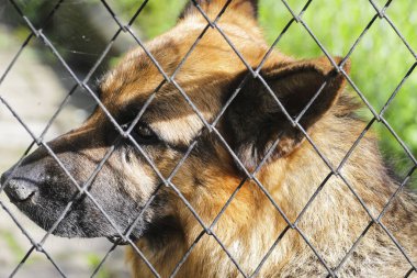 kreş parmaklıklar arkasında üzgün köpek