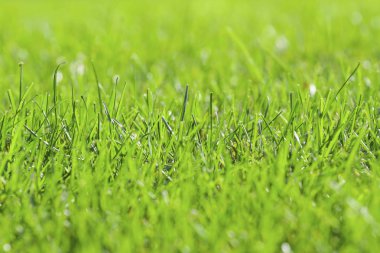 güzel yumuşak yeşil çim arka plan dokusu