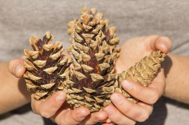 çam kozalakları elinde