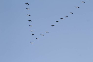 Bir sürü Kuşlar güneye uçar