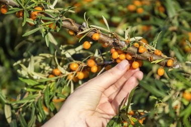 bir genç kızın el Deniz topalak gözyaşları