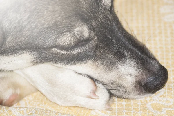 Close Muzzle Sleeping Dog Toned — Stock Photo, Image