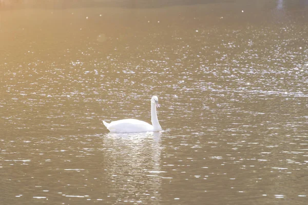 トーン湖の白鳥 — ストック写真