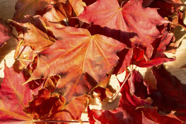 Piękne Żółte Liście Jesienią Pod Światło Słoneczne — Zdjęcie stockowe