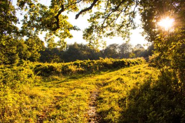 ağaçların dalları üzerinde güneşin ışınları