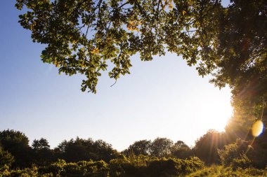 ağaçların dalları üzerinde güneşin ışınları