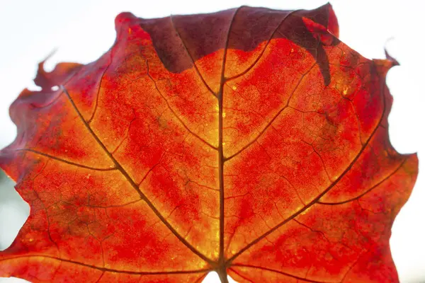 Feuille Érable Rouge Motif Gros Plan — Photo