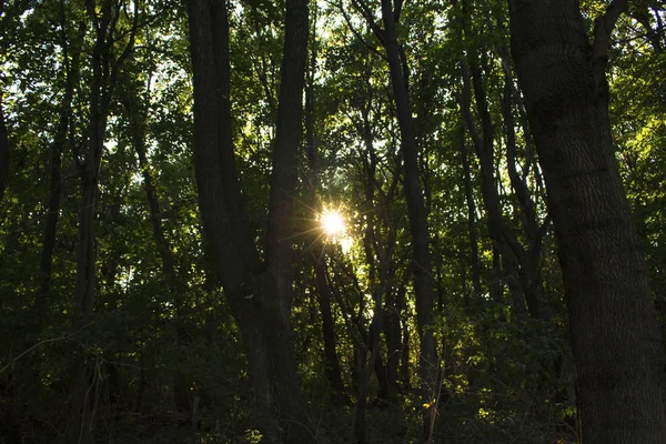鬱蒼とした暗い森に太陽の光 — ストック写真
