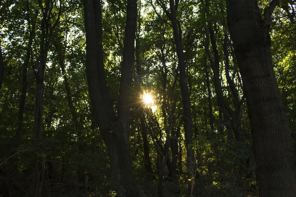 Raio Sol Uma Densa Floresta Escura — Fotografia de Stock